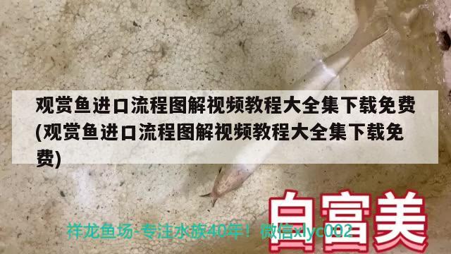 觀賞魚進口流程圖解視頻教程大全集下載免費(觀賞魚進口流程圖解視頻教程大全集下載免費)