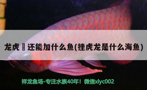 龍虎魟還能加什么魚(yú)(挫虎龍是什么海魚(yú)) 錦鯉魚(yú)