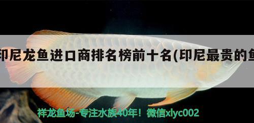 印尼龍魚(yú)進(jìn)口商排名榜前十名(印尼最貴的魚(yú))