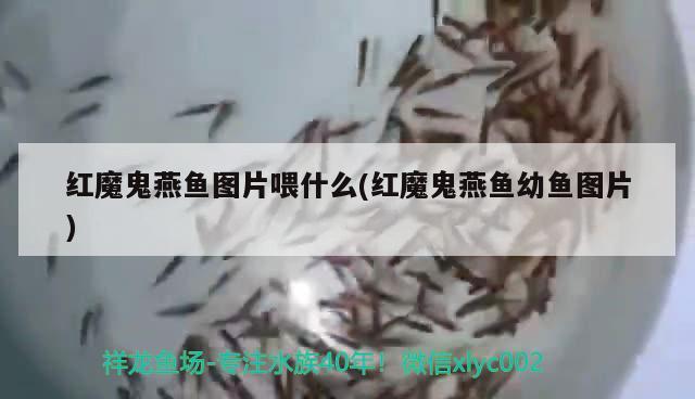 紅魔鬼燕魚圖片喂什么(紅魔鬼燕魚幼魚圖片) 水族世界