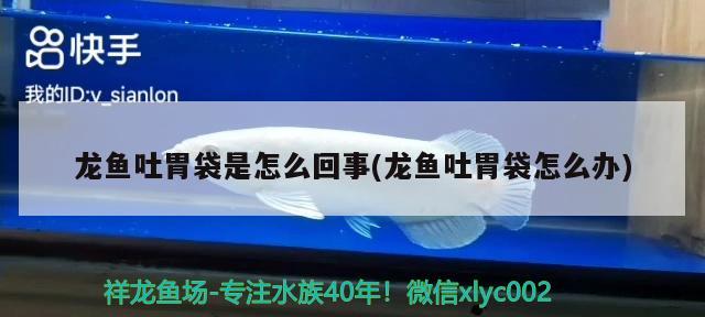 龍魚吐胃袋是怎么回事(龍魚吐胃袋怎么辦)