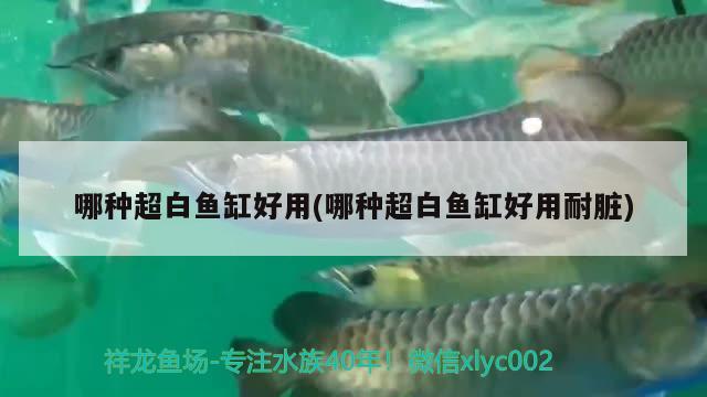 哪種超白魚(yú)缸好用(哪種超白魚(yú)缸好用耐臟) 檸檬鯽