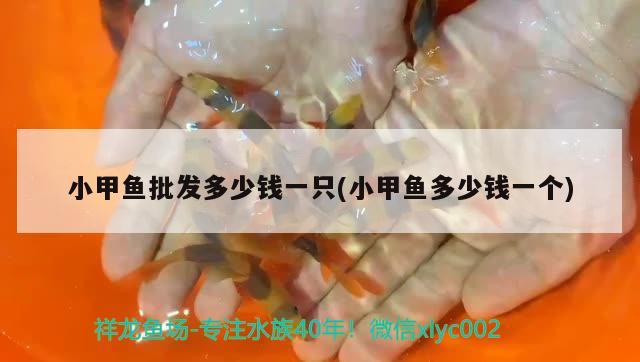 小甲魚批發(fā)多少錢一只(小甲魚多少錢一個(gè)) 巴西亞魚苗