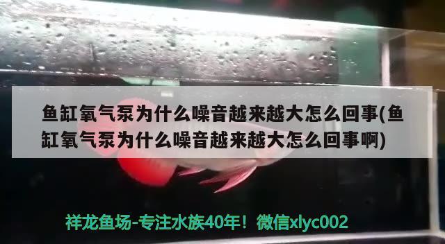 魚缸氧氣泵為什么噪音越來越大怎么回事(魚缸氧氣泵為什么噪音越來越大怎么回事啊) 黑影道人魚