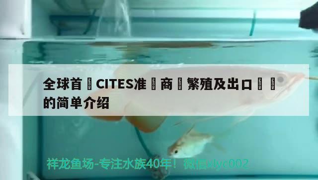 全球首獲CITES準(zhǔn)證商業(yè)繁殖及出口龍魚的簡(jiǎn)單介紹 虎紋銀版魚