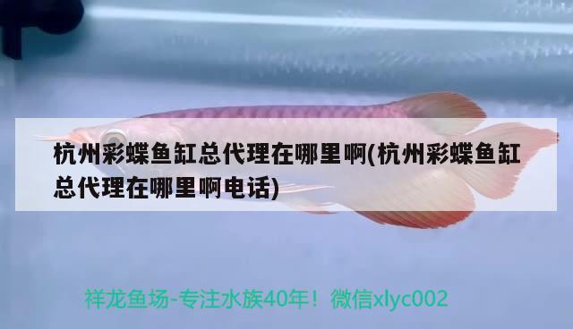 杭州彩蝶魚缸總代理在哪里啊(杭州彩蝶魚缸總代理在哪里啊電話)