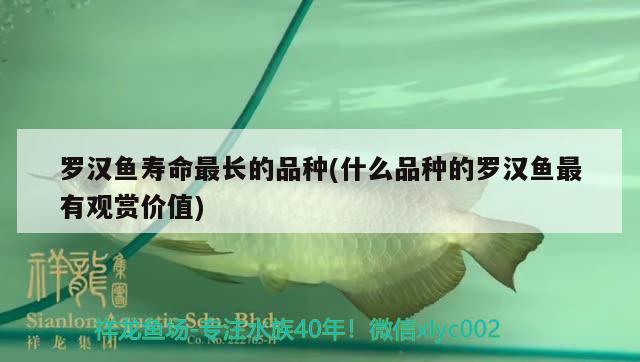 羅漢魚壽命最長(zhǎng)的品種(什么品種的羅漢魚最有觀賞價(jià)值) 羅漢魚