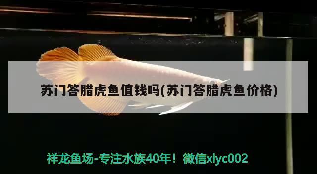 蘇門答臘虎魚值錢嗎(蘇門答臘虎魚價格) 虎魚百科