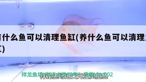 有什么魚可以清理魚缸(養(yǎng)什么魚可以清理魚缸) 斑馬鴨嘴魚