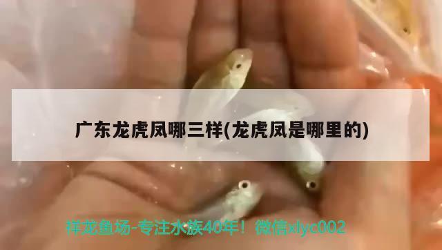 廣東龍虎鳳哪三樣(龍虎鳳是哪里的) 黑白雙星