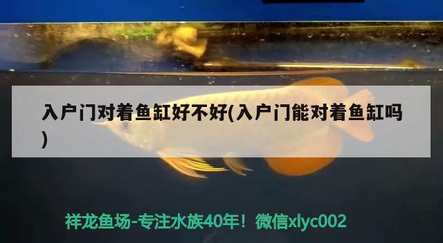 入戶門對著魚缸好不好(入戶門能對著魚缸嗎) 黑帝王魟魚