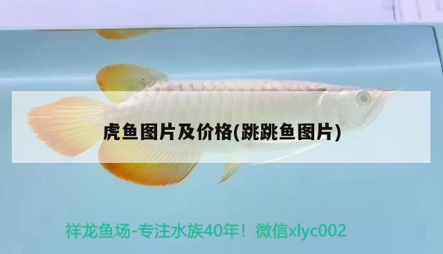 虎魚圖片及價(jià)格(跳跳魚圖片) 虎魚百科