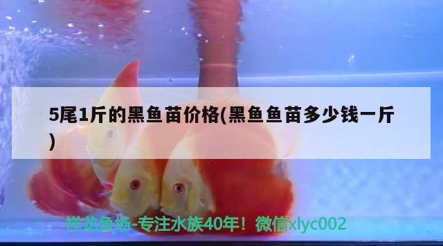 5尾1斤的黑魚苗價格(黑魚魚苗多少錢一斤) 水族品牌 第2張