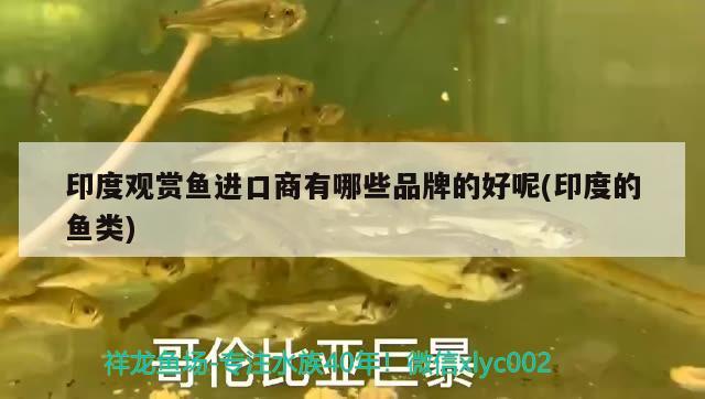 印度觀賞魚進口商有哪些品牌的好呢(印度的魚類) 觀賞魚進出口