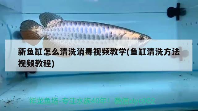 新魚缸怎么清洗消毒視頻教學(xué)(魚缸清洗方法視頻教程) 三間鼠魚苗