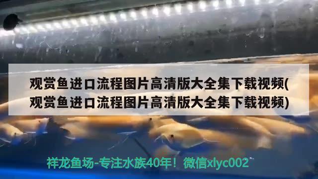 觀賞魚進(jìn)口流程圖片高清版大全集下載視頻(觀賞魚進(jìn)口流程圖片高清版大全集下載視頻) 觀賞魚進(jìn)出口