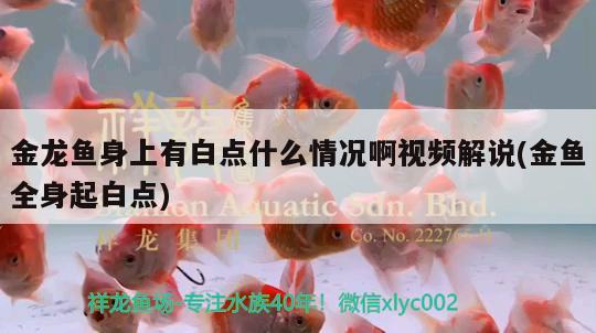 金龍魚身上有白點什么情況啊視頻解說(金魚全身起白點)