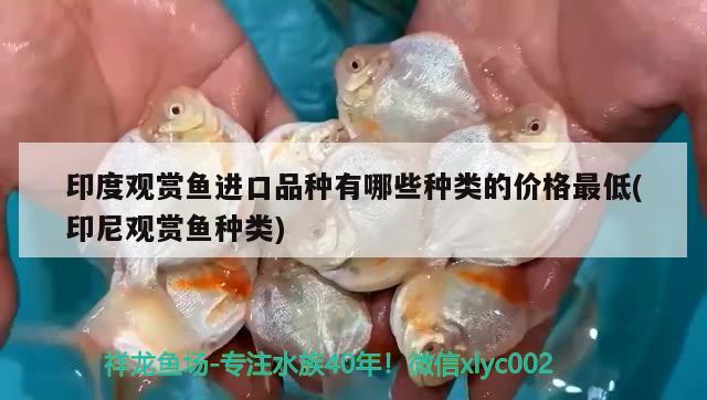 印度觀賞魚進(jìn)口品種有哪些種類的價(jià)格最低(印尼觀賞魚種類) 觀賞魚進(jìn)出口