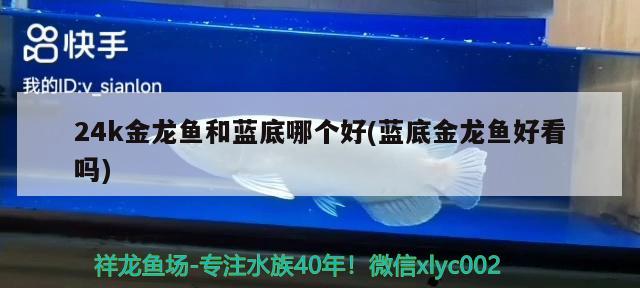 24k金龍魚和藍(lán)底哪個(gè)好(藍(lán)底金龍魚好看嗎) 赤焰中國虎魚