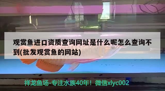 觀賞魚進口資質(zhì)查詢網(wǎng)址是什么呢怎么查詢不到(批發(fā)觀賞魚的網(wǎng)站) 觀賞魚進出口