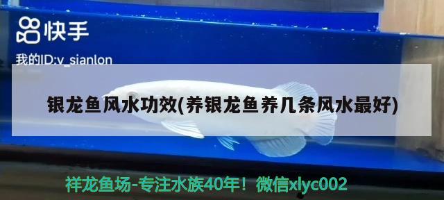 銀龍魚(yú)風(fēng)水功效(養(yǎng)銀龍魚(yú)養(yǎng)幾條風(fēng)水最好)