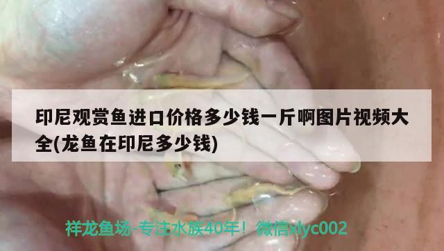 印尼觀賞魚進口價格多少錢一斤啊圖片視頻大全(龍魚在印尼多少錢) 觀賞魚進出口