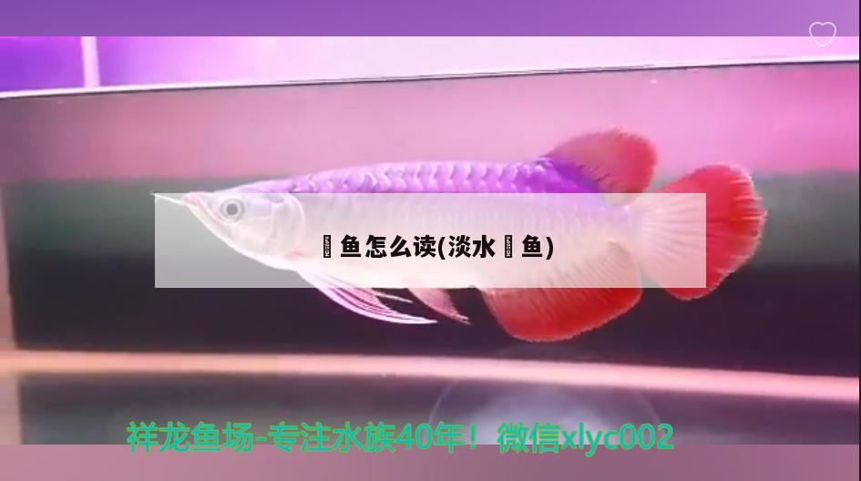 魟魚怎么讀(淡水魟魚)