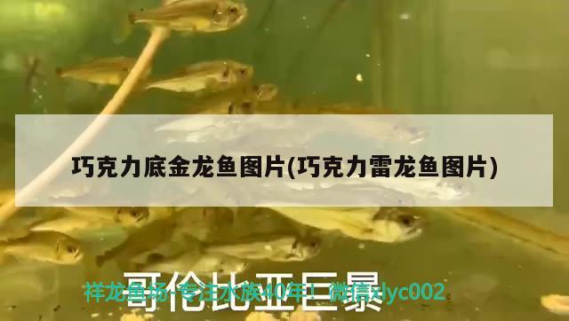 巧克力底金龍魚(yú)圖片(巧克力雷龍魚(yú)圖片) 龍魚(yú)芯片掃碼器