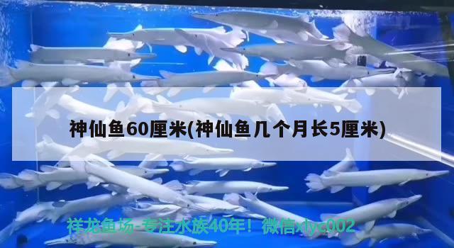 神仙魚60厘米(神仙魚幾個(gè)月長5厘米) 黑金魟魚