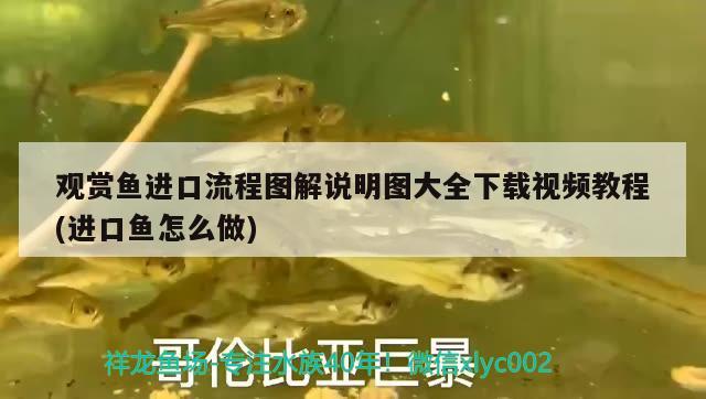 觀賞魚進(jìn)口流程圖解說(shuō)明圖大全下載視頻教程(進(jìn)口魚怎么做) 觀賞魚進(jìn)出口