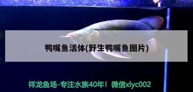 鴨嘴魚活體(野生鴨嘴魚圖片) 招財戰(zhàn)船魚