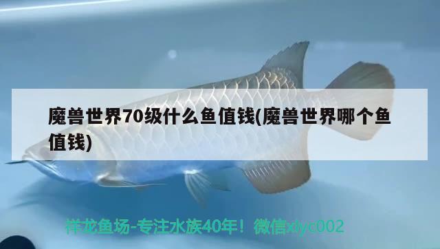 魔獸世界70級什么魚值錢(魔獸世界哪個(gè)魚值錢) 廣州祥龍國際水族貿(mào)易