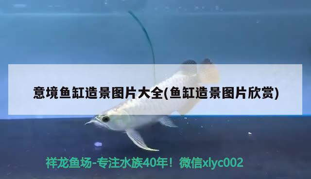 意境魚(yú)缸造景圖片大全(魚(yú)缸造景圖片欣賞) 哥倫比亞巨暴魚(yú)苗