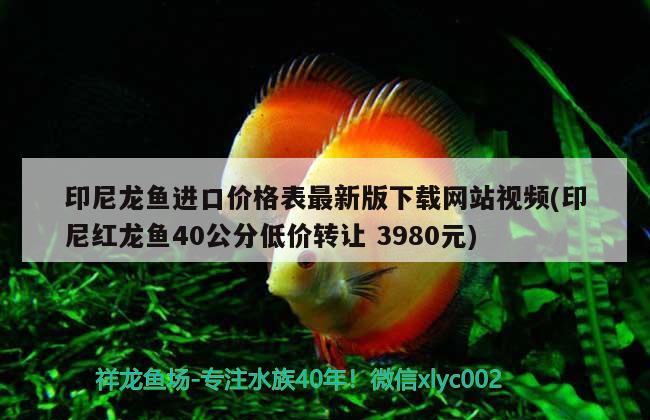 印尼龍魚(yú)進(jìn)口價(jià)格表最新版下載網(wǎng)站視頻(印尼紅龍魚(yú)40公分低價(jià)轉(zhuǎn)讓3980元) 印尼紅龍魚(yú)