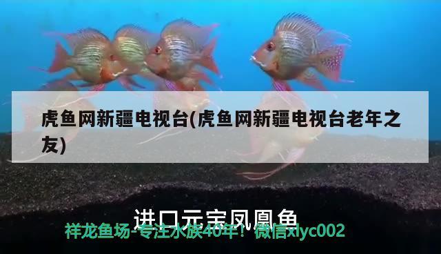 虎魚網(wǎng)新疆電視臺(虎魚網(wǎng)新疆電視臺老年之友) 虎魚百科