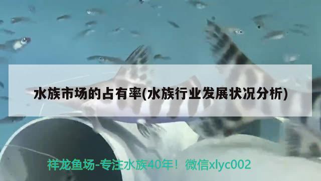 水族市場的占有率(水族行業(yè)發(fā)展?fàn)顩r分析) 錦鯉池魚池建設(shè)