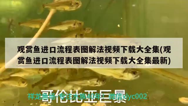 觀賞魚進口流程表圖解法視頻下載大全集(觀賞魚進口流程表圖解法視頻下載大全集最新)