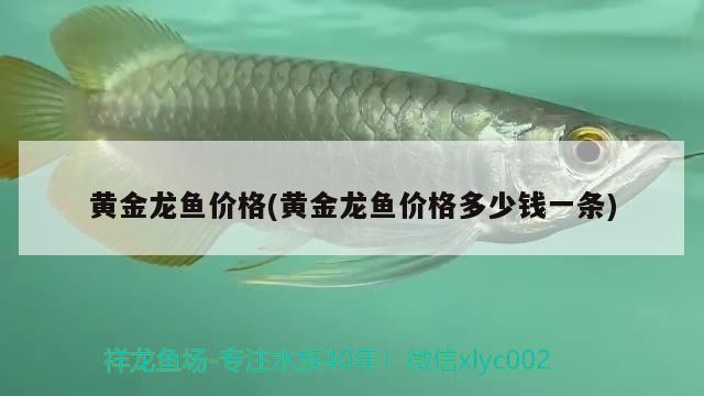 黃金龍魚價(jià)格(黃金龍魚價(jià)格多少錢一條)