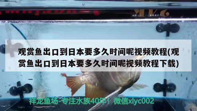 觀賞魚出口到日本要多久時(shí)間呢視頻教程(觀賞魚出口到日本要多久時(shí)間呢視頻教程下載) 觀賞魚進(jìn)出口