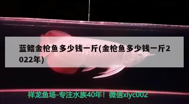 藍(lán)鰭金槍魚(yú)多少錢(qián)一斤(金槍魚(yú)多少錢(qián)一斤2022年)