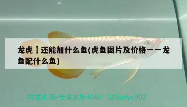 龍虎魟還能加什么魚(虎魚圖片及價格一一龍魚配什么魚)