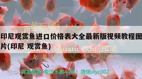 印尼觀賞魚進口價格表大全最新版視頻教程圖片(印尼觀賞魚)