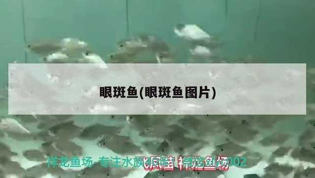 眼斑魚(眼斑魚圖片) 眼斑魚