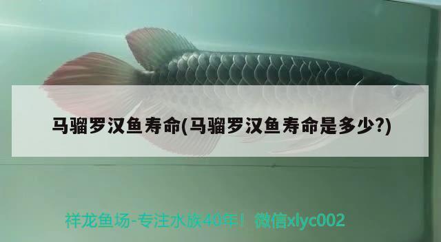 馬騮羅漢魚壽命(馬騮羅漢魚壽命是多少？) 羅漢魚