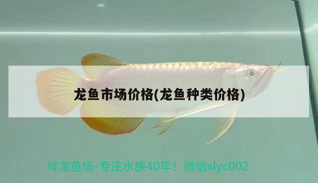 龍魚市場價(jià)格(龍魚種類價(jià)格) 夢幻雷龍魚