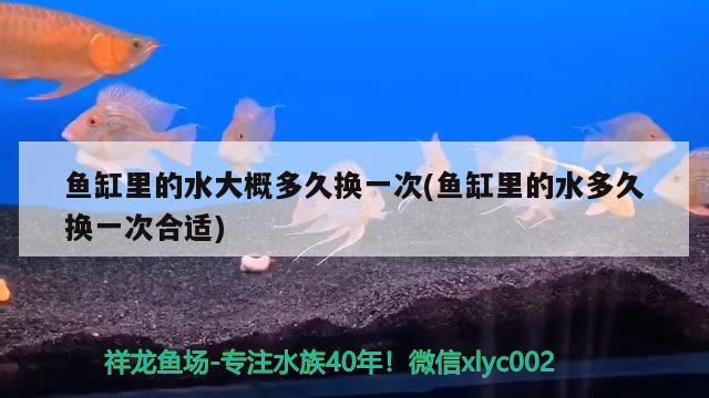 魚缸里的水大概多久換一次(魚缸里的水多久換一次合適)