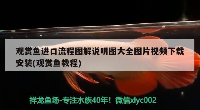 觀賞魚進口流程圖解說明圖大全圖片視頻下載安裝(觀賞魚教程) 觀賞魚進出口