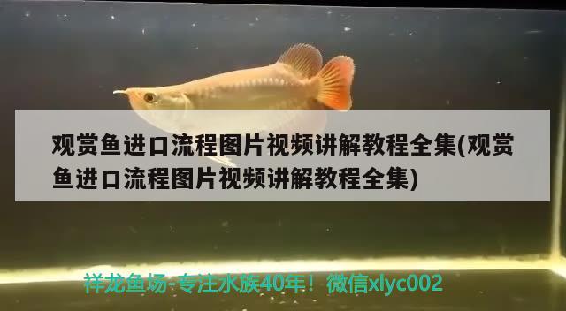 觀賞魚進口流程圖片視頻講解教程全集(觀賞魚進口流程圖片視頻講解教程全集) 觀賞魚進出口