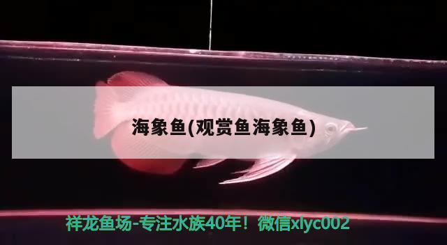 海象魚(觀賞魚海象魚) 海象魚