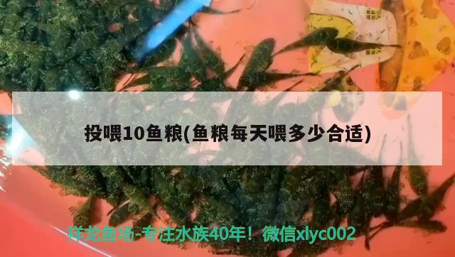 投喂10魚糧(魚糧每天喂多少合適) 赤焰中國虎魚